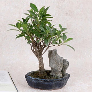 Japon a�ac� Evergreen Ficus Bonsai Ankara Temelli online �i�ek g�nderme sipari� 