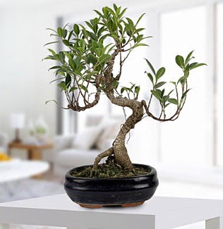Gorgeous Ficus S shaped japon bonsai Temelli ankara internetten �i�ek sat��� 