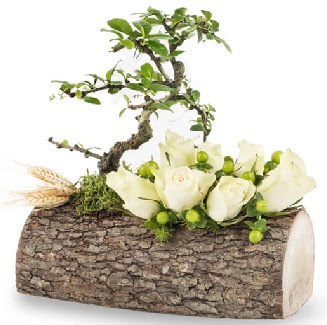 Do�al k�t�kte bonsai a�ac� ve 7 beyaz g�l Ankara Temelli online �i�ek g�nderme sipari� 