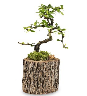 Do�al k�t�kte S bonsai a�ac� Ankara Temelli 14 �ubat sevgililer g�n� �i�ek 