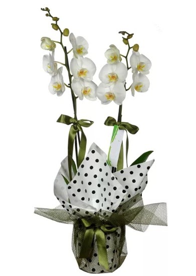 �ift Dall� Beyaz Orkide Temelli ankara �i�ek sipari�i �i�ek g�nderme 