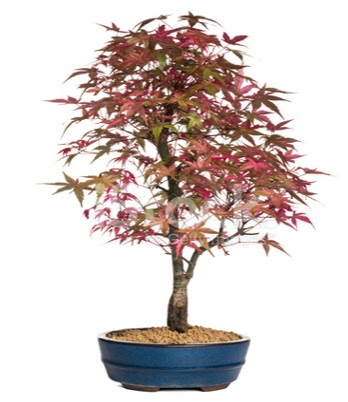 Ak�aa�a� bonsai s�per bonsai a�ac� Temelli ankara �nternetten �i�ek sipari�i 