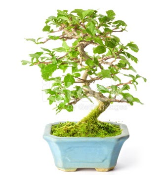 S zerkova bonsai k�sa s�reli�ine Temelli �i�ek sipari�i vermek 