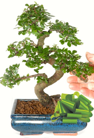 Yakla��k 25 cm boyutlar�nda S bonsai Temelli ankara �i�ek ma�azas� , �i�ek�i adresleri 