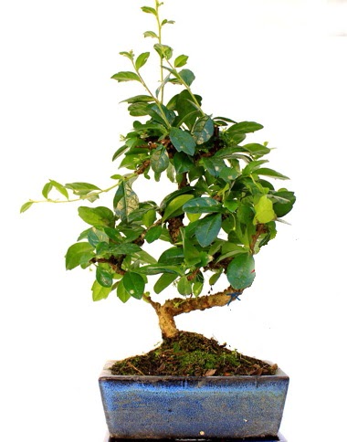 Bonsai Minyat�r A�a� Bonzai S G�vde Ankara Temelli kaliteli taze ve ucuz �i�ekler 