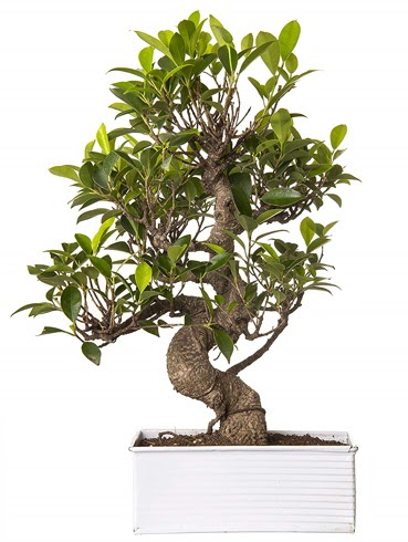 Exotic Green S G�vde 6 Year Ficus Bonsai Ankara Temelli online �i�ek g�nderme sipari� 