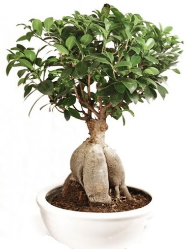 Ginseng bonsai japon a�ac� ficus ginseng Temelli �i�ek sipari�i vermek 