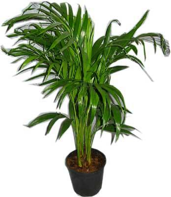 ankara �i�ek�i Temelli ucuz �i�ek g�nder  Areca palm  