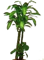 Temelli internetten �i�ek sipari�i  Dracaena massengena
