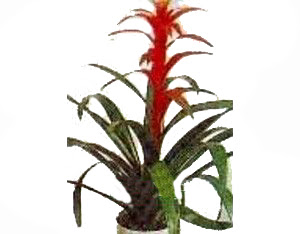 Ankara Temelli kaliteli taze ve ucuz �i�ekler  Guzmania Emprie 