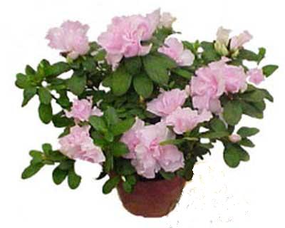 ankara �i�ek�i Temelli ucuz �i�ek g�nder  Rhodendron latince A�elya 