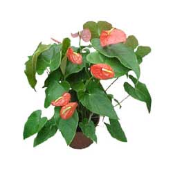 Ankara Temelli kaliteli taze ve ucuz �i�ekler  Anthurium 