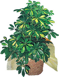 Temelli ankara �i�ek�i telefonlar� yurti�i ve yurtd��� �i�ek sipari�i  Schefflera gold 