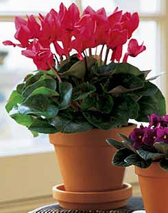 Temelli �i�ek g�nderme sitemiz g�venlidir  Cyclamen 