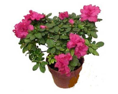 Pembe A�elya �zel ve kalite