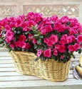 �i�ek�i Temelli �i�ek servisi , �i�ek�i adresleri  Iki adet a�elya sepette