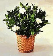 Temelli ankara �i�ek sipari�i �i�ek g�nderme  Gardenia Plant ithal saksi
