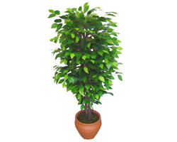 Ficus Benjamin 1,50 cm  ankara �i�ek yolla Temelli �i�ek�i telefonlar� 