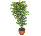 Ficus �zel Starlight 1,75 cm  Temelli ankara �nternetten �i�ek sipari�i 