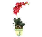 Yapay Phalonepsis Pembe  Ankara Temelli �i�ek sipari�i sitesi 