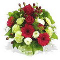 karanfil gerbera ve g�ller - d�s�nenelere �zel - Ankara Temelli cicekciler , cicek siparisi 