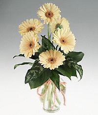 Temelli �i�ek g�nderme sitemiz g�venlidir  vazo i�erisinde 11 adet gerbera �i�egi