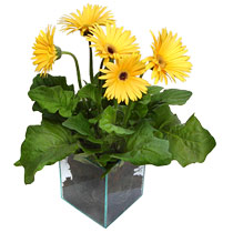 9 adet gerbera �i�egi ve cam tanzim Temelli ankara �nternetten �i�ek sipari�i 