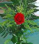 1 adet kirmizi g�l buketi  Ankara Temelli �i�ek sat��� online �i�ek�i , �i�ek sipari�i 