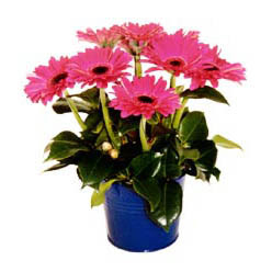 vazo i�erisinde gerbera �i�ekleri  Ankara Temelli �i�ek yolla , �i�ek g�nder , �i�ek�i  