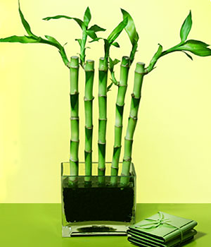 ankara �i�ek yolla Temelli �i�ek�i telefonlar�  Good Harmony Lucky Bamboo camda
