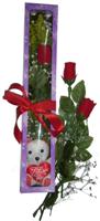 Temelli ankara �i�ek�i telefonlar� yurti�i ve yurtd��� �i�ek sipari�i  3 adet canli g�l ve oyuncak ayicik