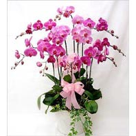 Temelli �i�ek g�nderme sitemiz g�venlidir  3 adet saksi orkide  - ithal cins -