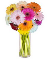 Temelli ankara �i�ek�i telefonlar� yurti�i ve yurtd��� �i�ek sipari�i  Farkli renklerde 15 adet gerbera �i�egi