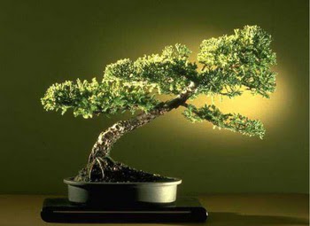 ithal bonsai saksi �i�egi �i�ek�i Temelli �i�ek servisi , �i�ek�i adresleri 