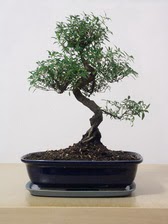ithal bonsai saksi �i�egi Ankara Temelli �i�ek sat��� online �i�ek�i , �i�ek sipari�i 