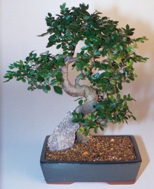 Ankara Temelli online �i�ek g�nderme sipari�  ithal bonsai saksi �i�egi Temelli ankara �i�ek ma�azas� , �i�ek�i adresleri 
