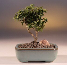 Temelli cicek , cicekci  ithal bonsai saksi �i�egi Ankara Temelli kaliteli taze ve ucuz �i�ekler 