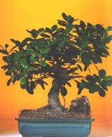 Temelli Ankara �i�ek g�nder uluslararas� �i�ek g�nderme  ithal bonsai saksi �i�egi Temelli ankara �i�ek�i telefonlar� yurti�i ve yurtd��� �i�ek sipari�i 