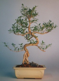 Ankara Temelli 14 �ubat sevgililer g�n� �i�ek  ithal bonsai saksi �i�egi Ankara Temelli �i�ek sat��� online �i�ek�i , �i�ek sipari�i 