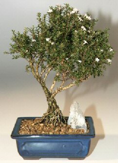 Temelli anneler g�n� �i�ek yolla  ithal bonsai saksi �i�egi Ankara Temelli �i�ek yolla , �i�ek g�nder , �i�ek�i  