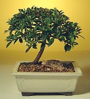 Temelli Ankara hediye sevgilime hediye �i�ek  ithal bonsai saksi �i�egi Temelli ankara �nternetten �i�ek sipari�i 