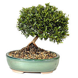 Temelli �i�ek g�nderme sitemiz g�venlidir  ithal bonsai saksi �i�egi �i�ek�i Temelli ankara �i�ek sat��� 
