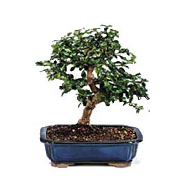 Ankara Temelli �i�ek yolla  ithal bonsai saksi �i�egi Temelli ankara �i�ek sipari�i �i�ek g�nderme 