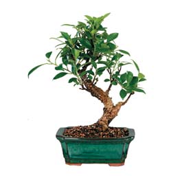 Temelli ankara �i�ek ma�azas� , �i�ek�i adresleri  ithal bonsai saksi �i�egi Temelli �i�ek sat��� , �i�ek�i , �i�ek�ilik 
