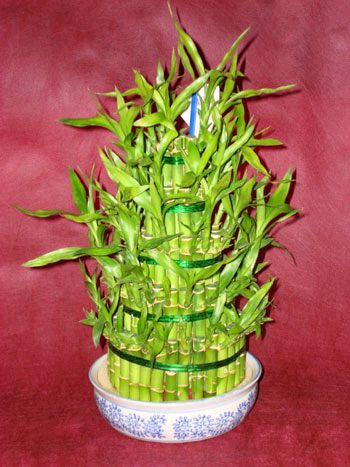 Lucky Bamboo sans melegi �i�egi Temelli ankara �i�ek ma�azas� , �i�ek�i adresleri 