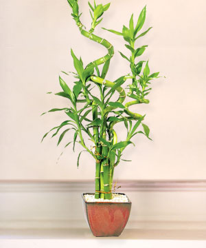 Lucky Bamboo sans melegi �i�egi Ankara Temelli �i�ek yolla , �i�ek g�nder , �i�ek�i  