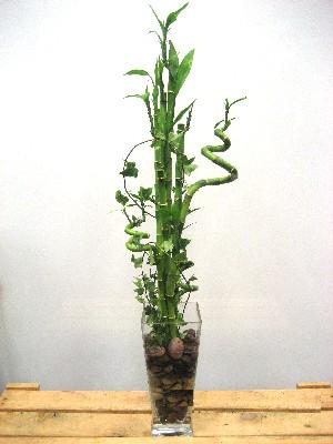 Lucky Bamboo sans melegi �i�egi Temelli ankara �nternetten �i�ek sipari�i 