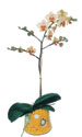 Ankara Temelli �i�ek yolla , �i�ek g�nder , �i�ek�i   Phalaenopsis Orkide ithal kalite