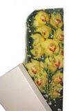 Ankara Temelli cicekciler , cicek siparisi  Kutu i�erisine dal cymbidium orkide