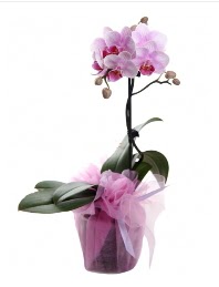 1 dal pembe orkide saks� �i�e�i Temelli �i�ek�i ma�azas� 